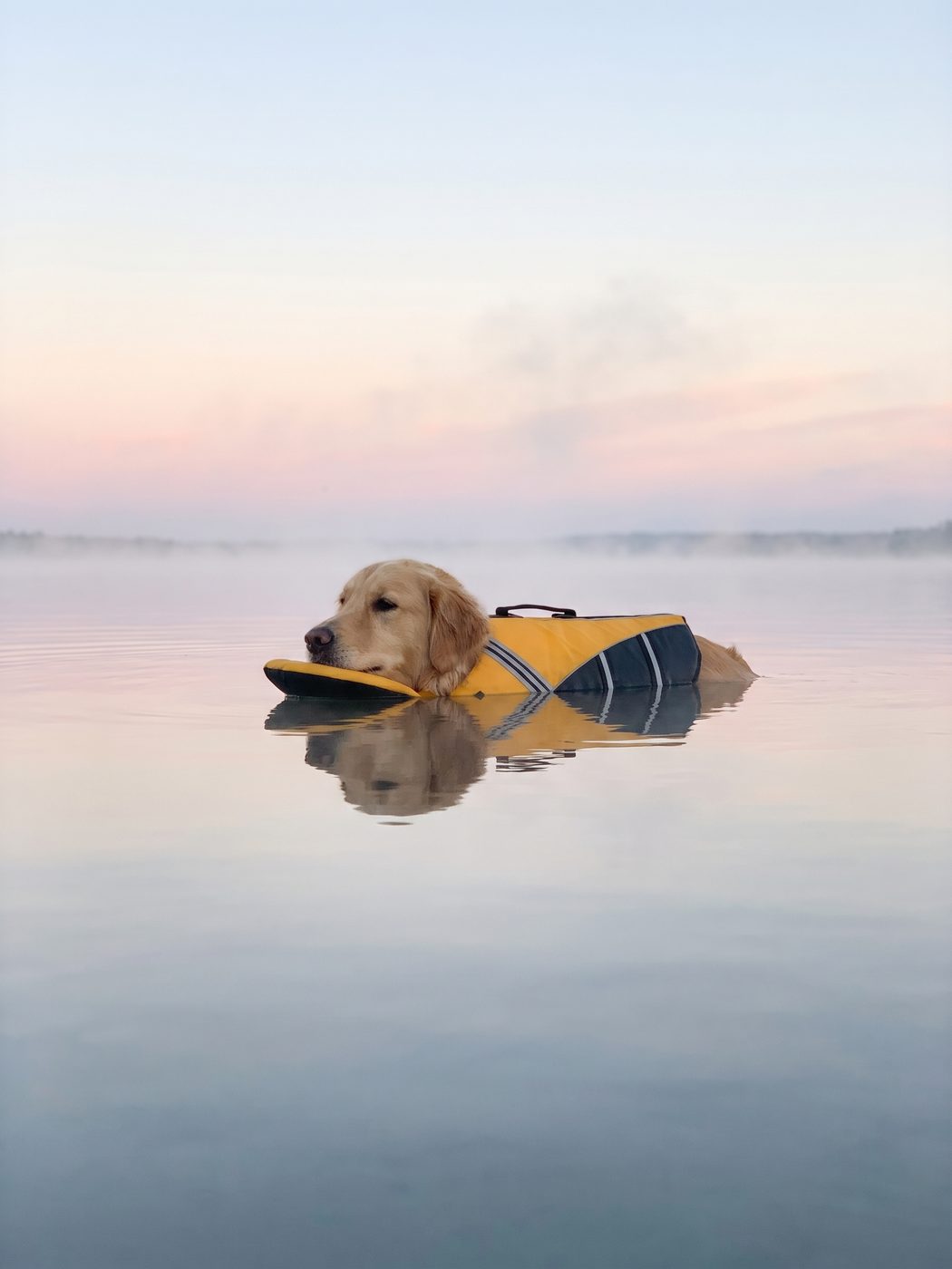 Dog floating calmly and level on misty open water in a yellow AquaGuardPro life jacket at dawn